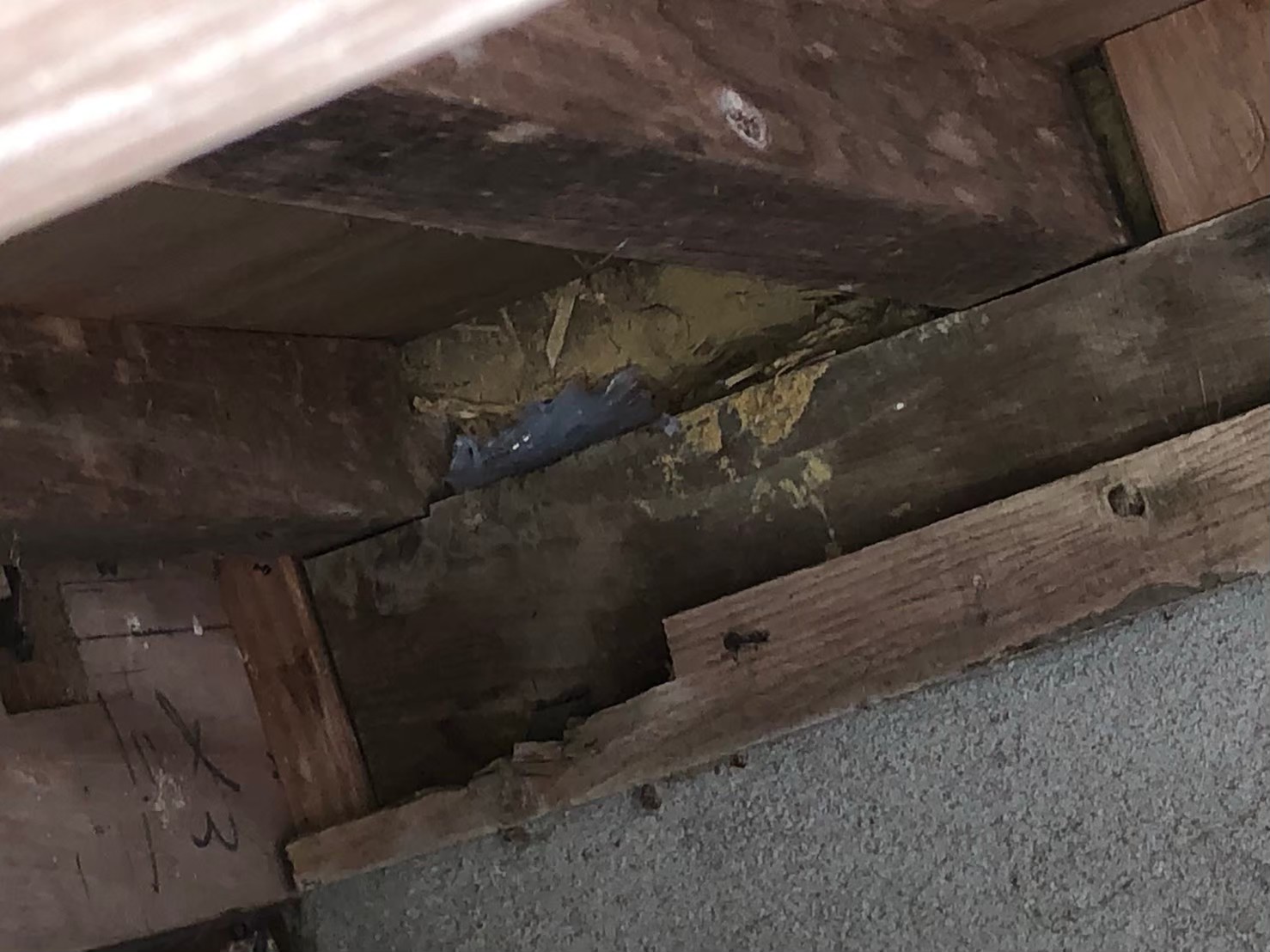 イタチによる被害　T様邸　駆除実績