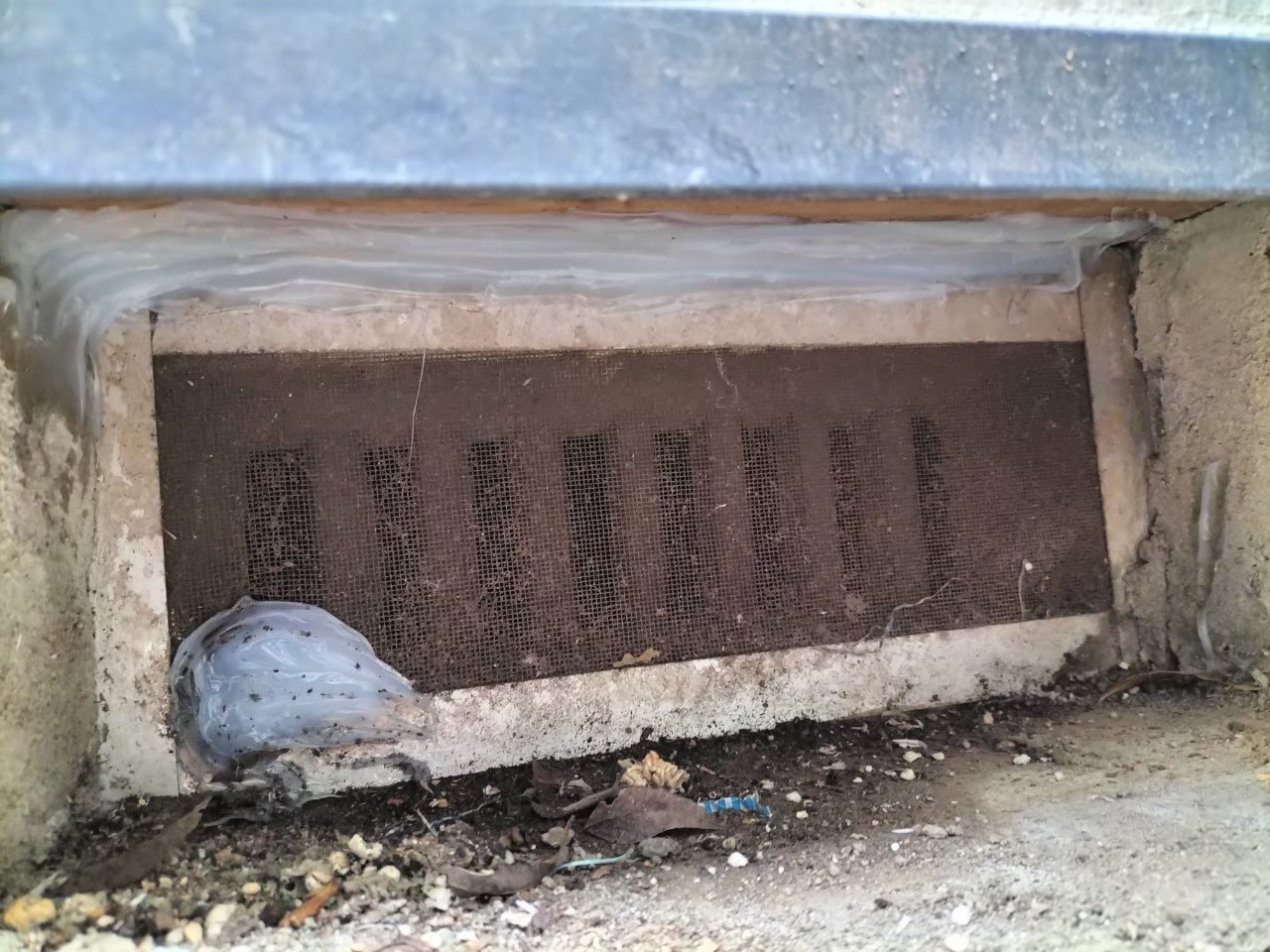 ネズミによる被害　S様邸　駆除実績