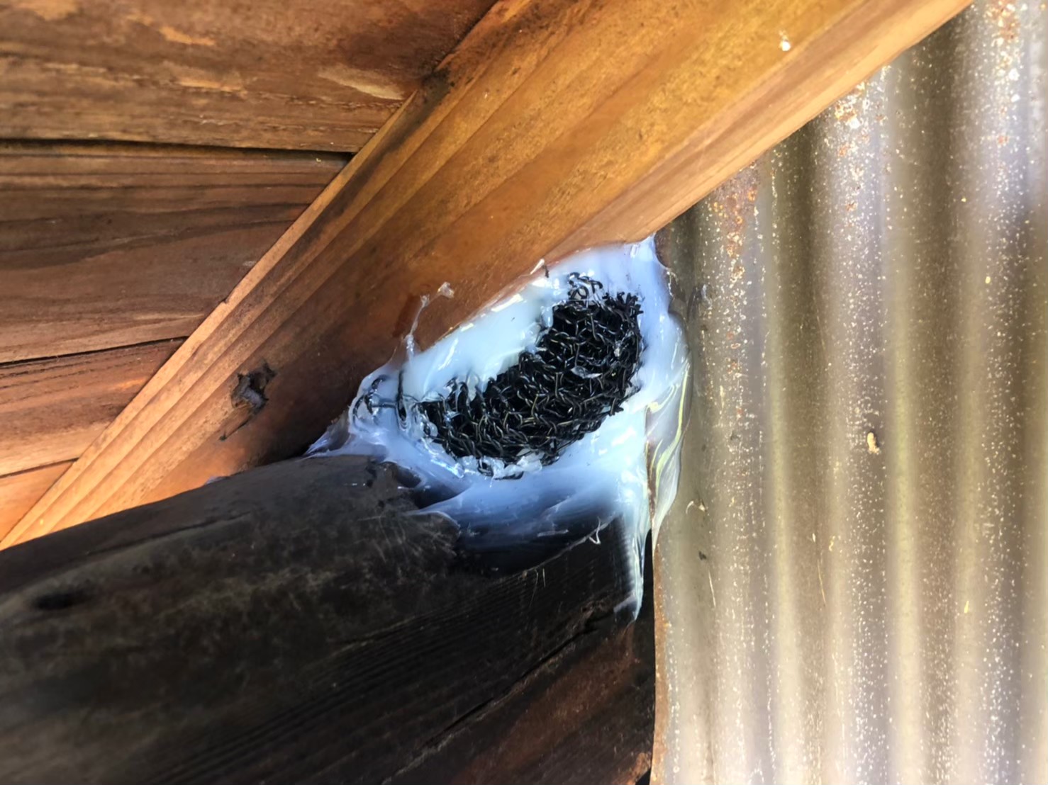 佐賀県小城市　イタチによる被害　A様邸　駆除実績