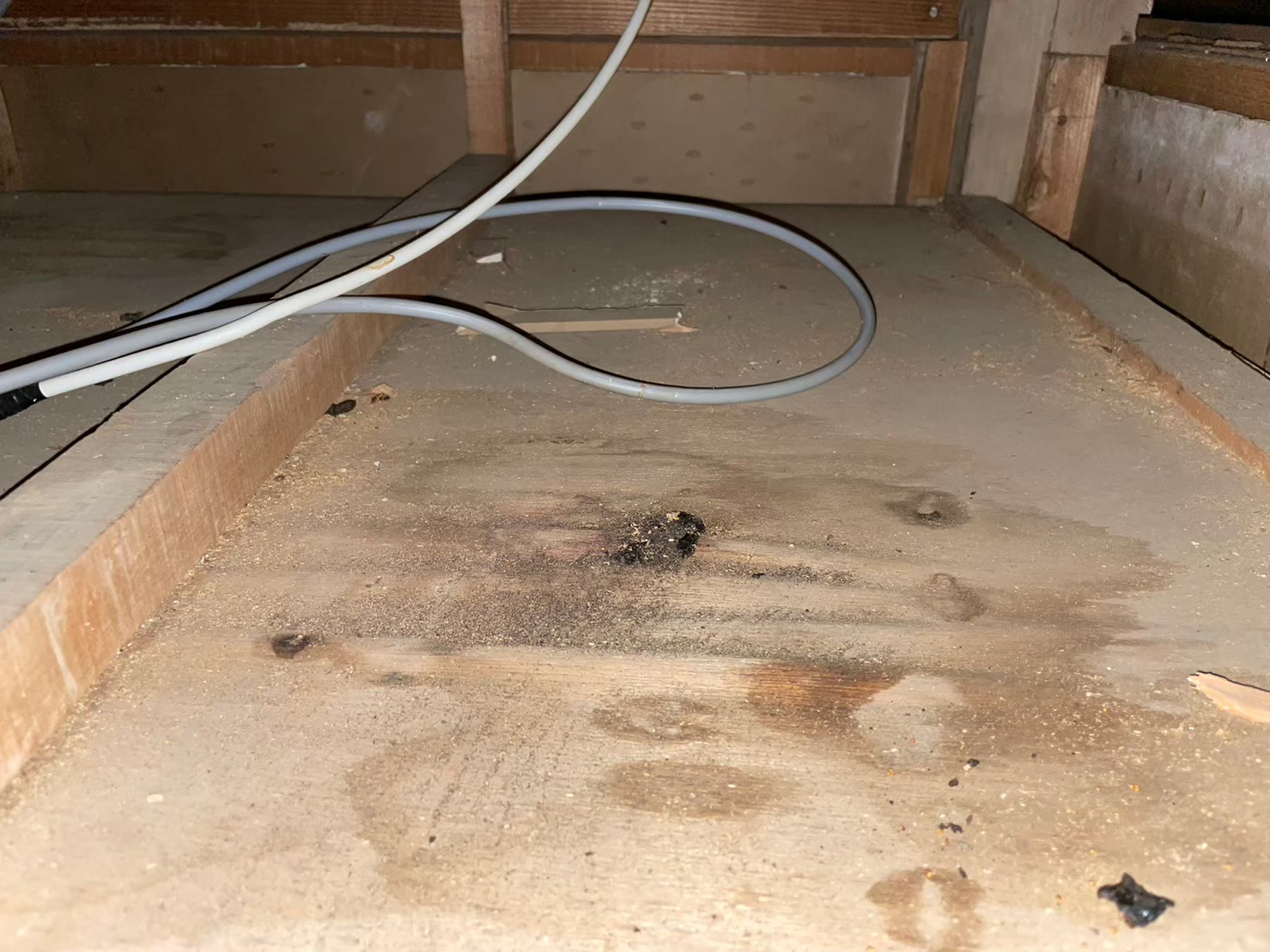 福岡県春日市　イタチによる被害　I様邸　駆除実績