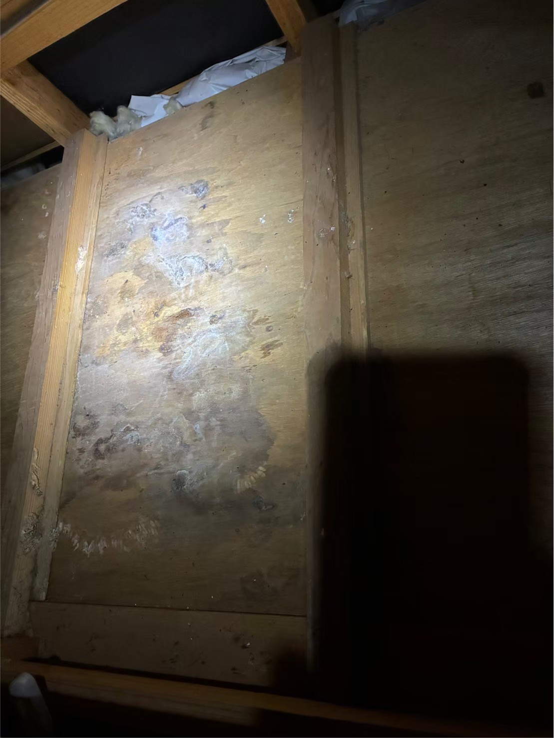 福岡県大野城市　アライグマによる被害　H様邸　駆除実績