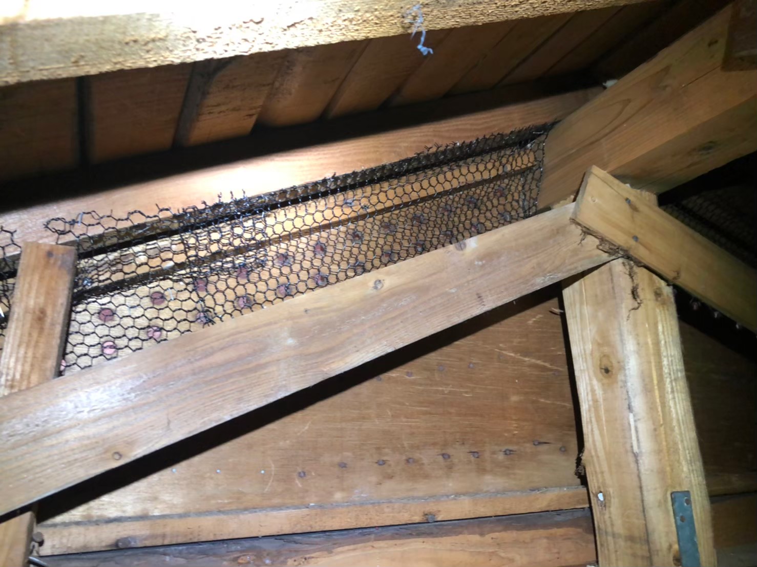 福岡県久留米市　ネズミによる被害　S様邸　駆除実績