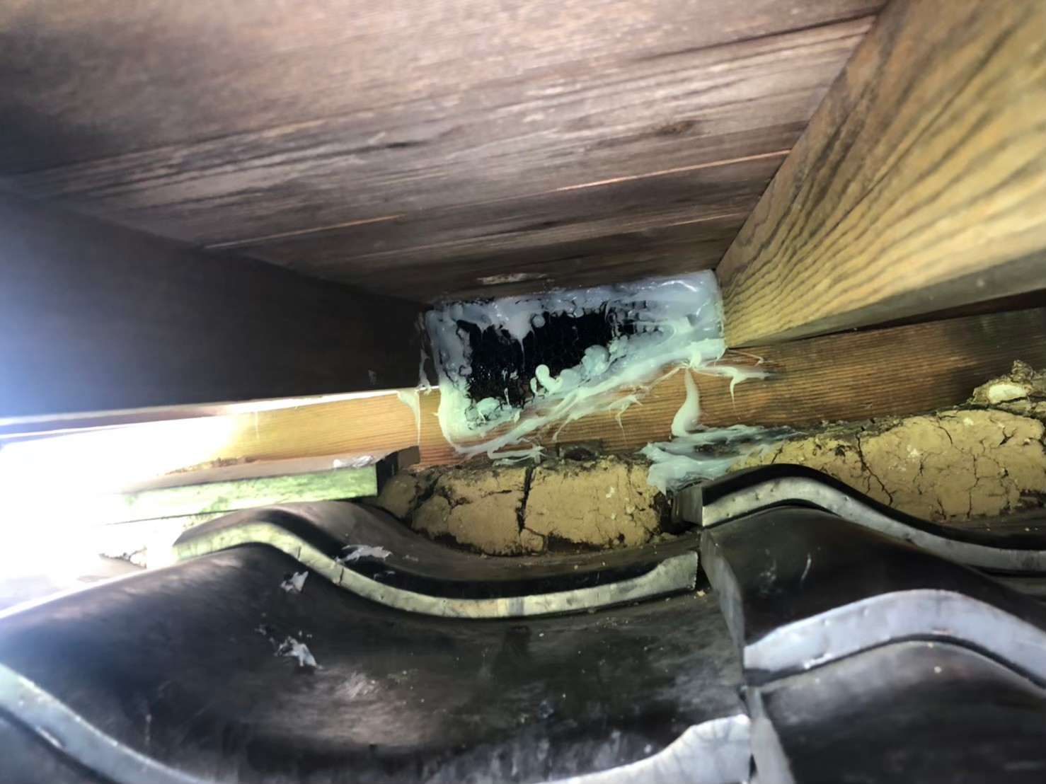 福岡県筑紫野市　イタチによる被害　T様邸　駆除実績