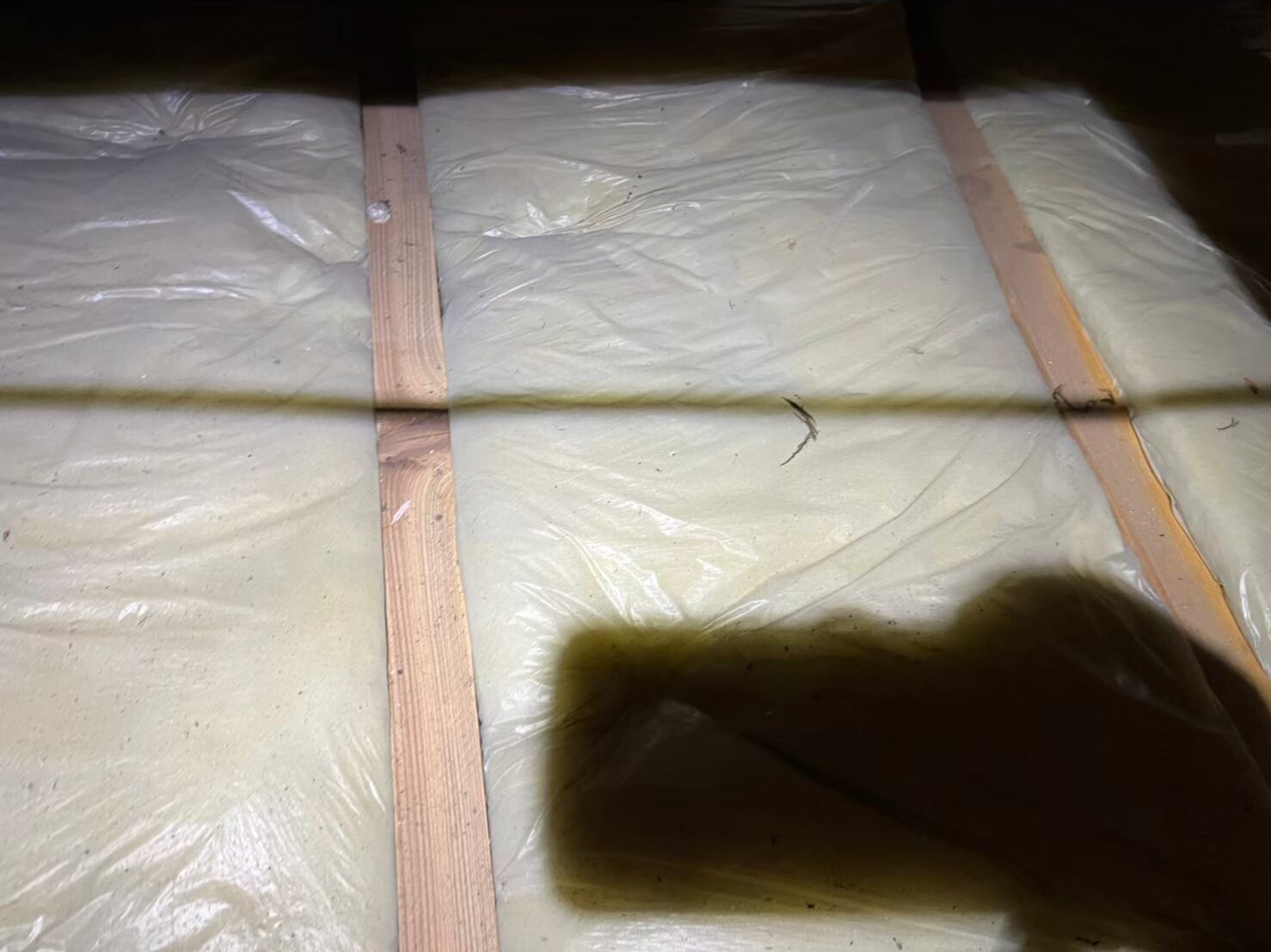 福岡県久留米市　アライグマによる被害　F様邸　駆除実績