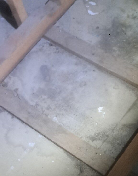 佐賀県鹿島市　アライグマによる被害　M様邸　駆除実績