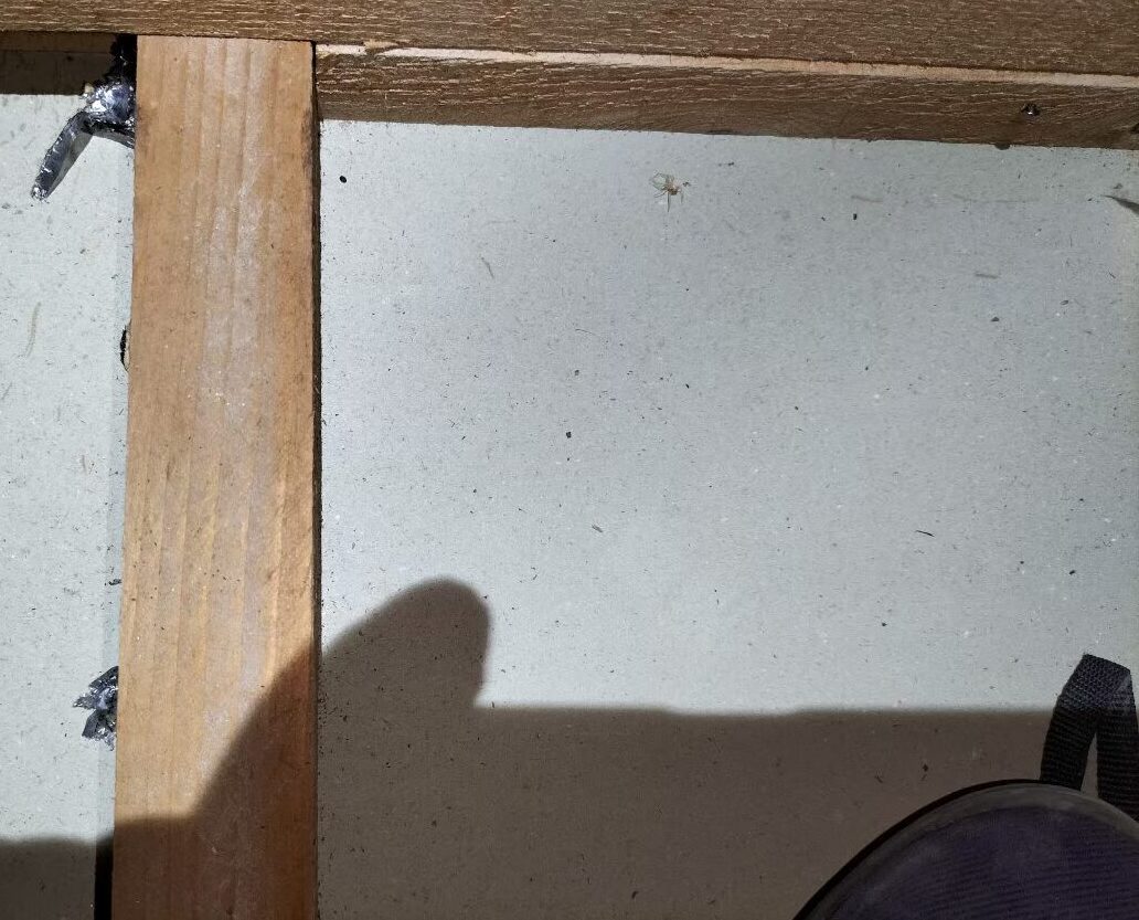 福岡県行橋市　ネズミによる被害　M様邸　駆除実績