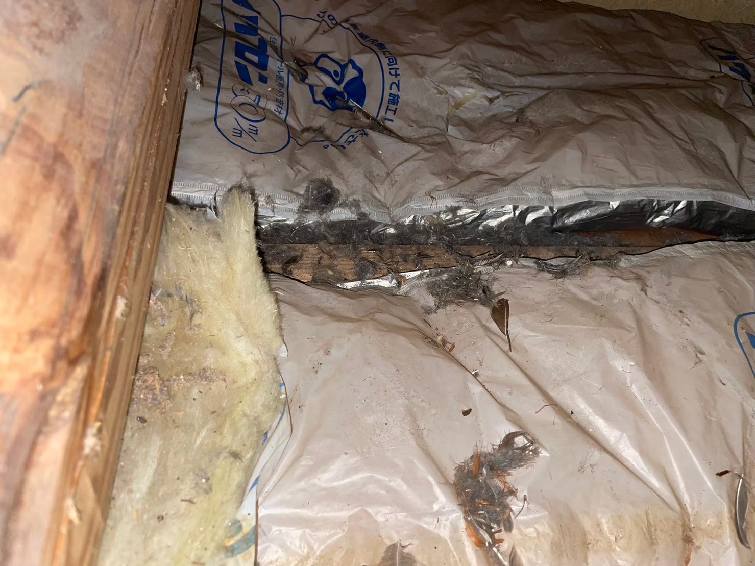 佐賀県基山町　アライグマによる被害　S様邸　駆除実績