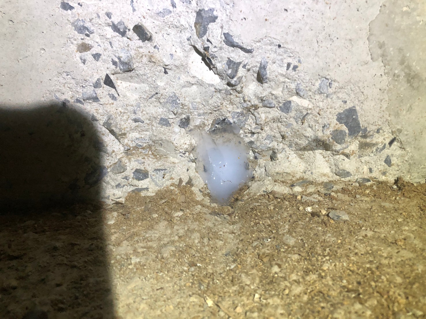 福岡県久留米市　ネズミによる被害　H様邸　駆除実績