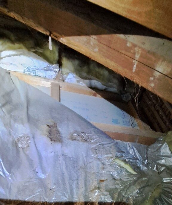 佐賀県佐賀市　イタチによる被害　T様邸　駆除実績