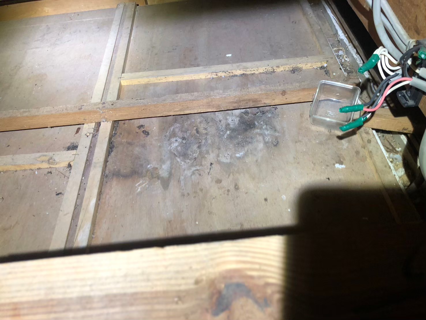 福岡県筑後市　アライグマによる被害　H様邸　駆除実績