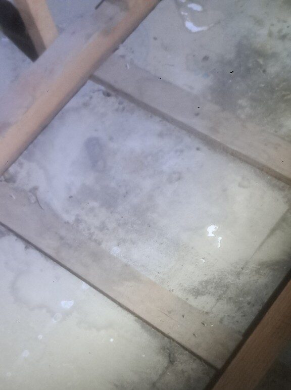 佐賀県佐賀市　アライグマによる被害　T様邸　駆除実績