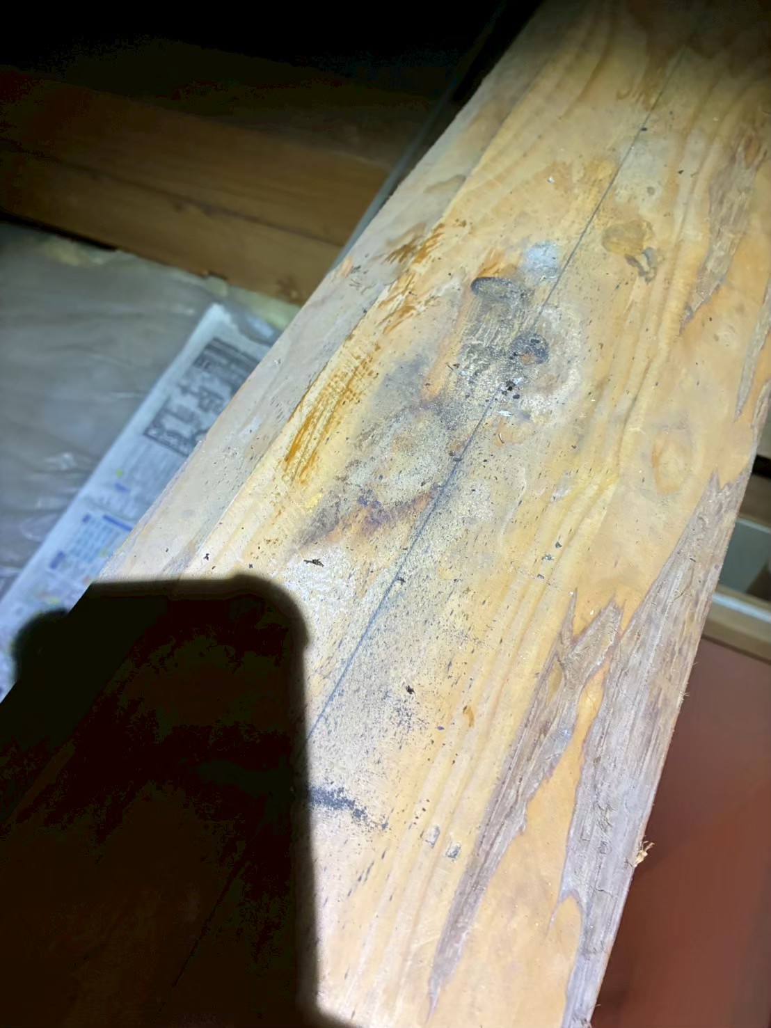 福岡県春日市　アライグマによる被害　S様邸　駆除実績