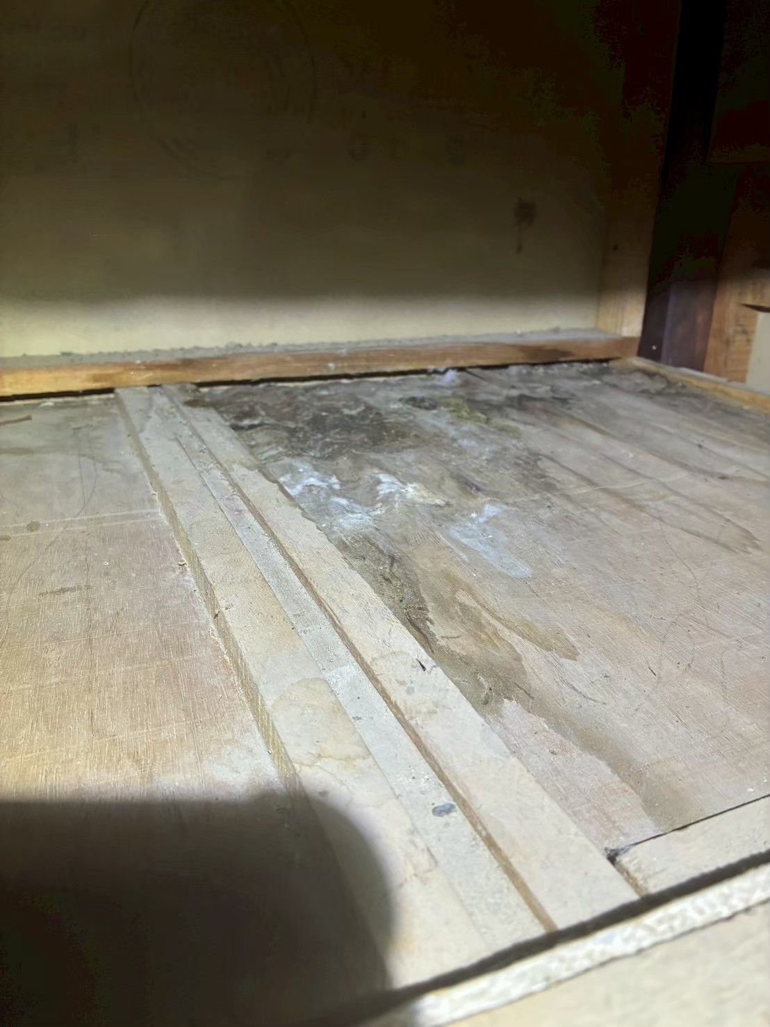 福岡県春日市　アライグマによる被害　S様邸　駆除実績