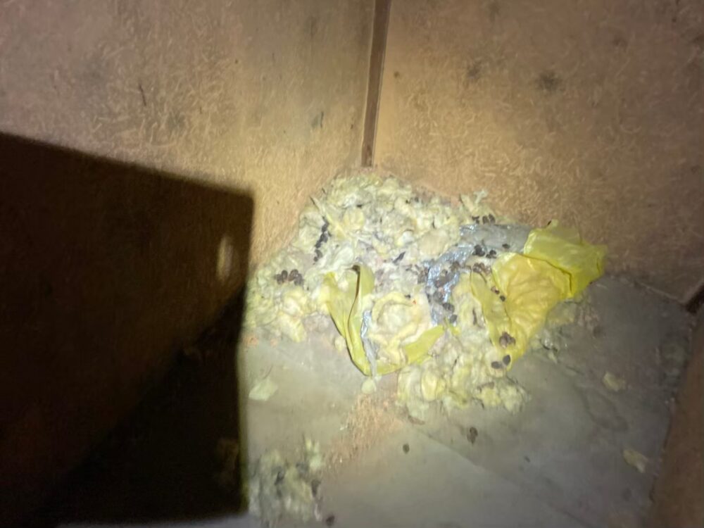 イタチによる被害　H様邸　駆除実績