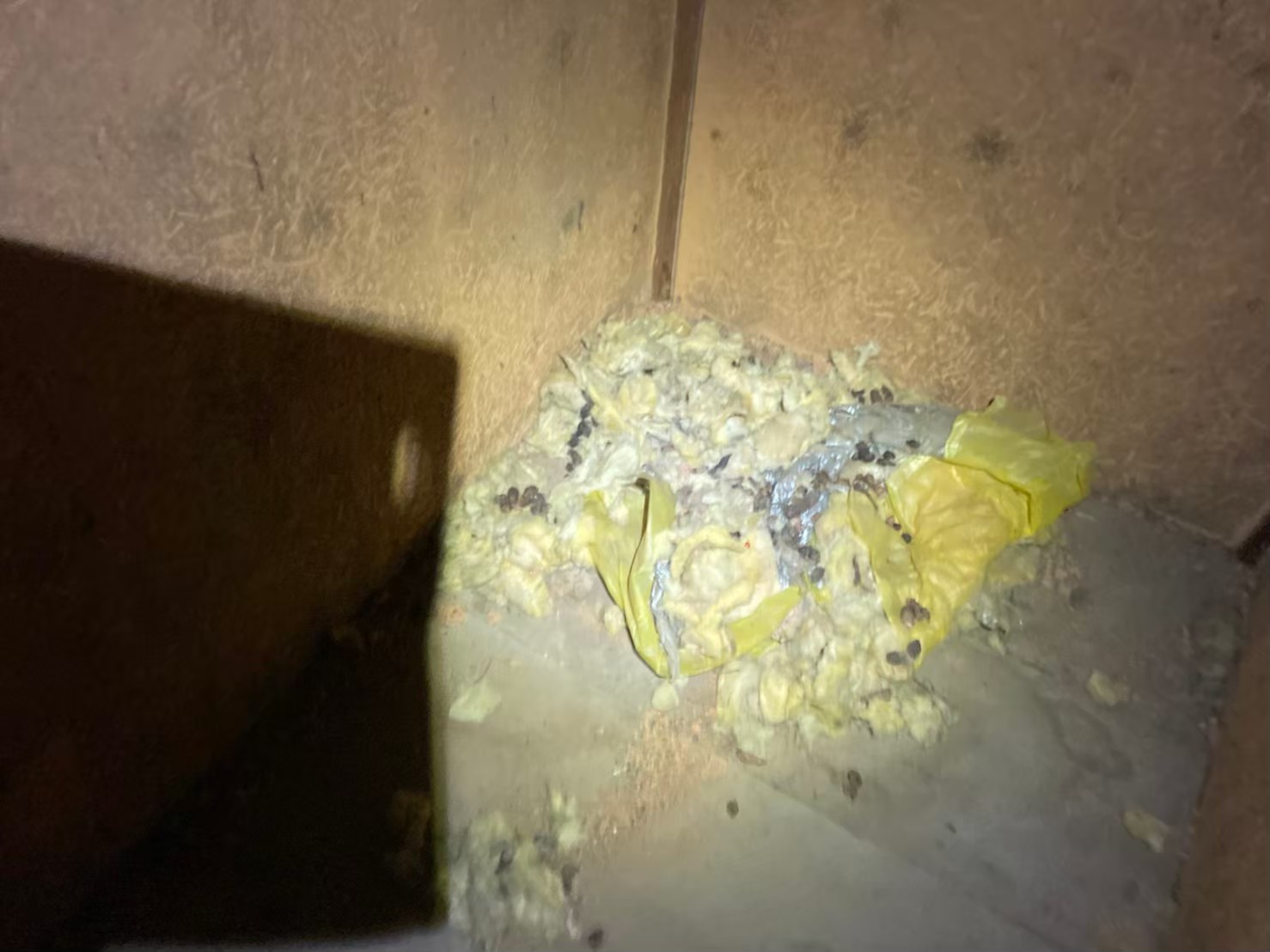 イタチによる被害　H様邸　駆除実績