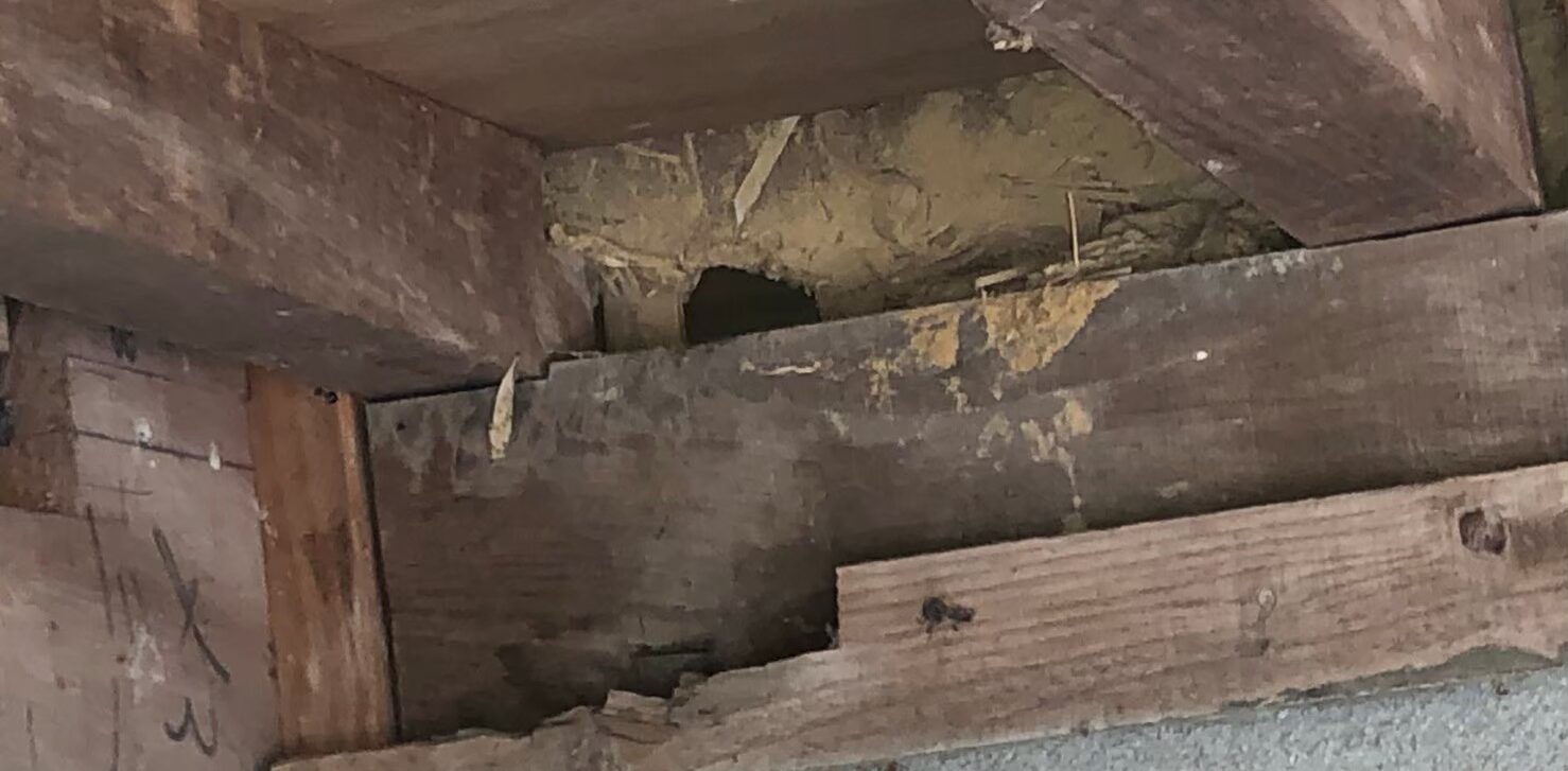 イタチによる被害　T様邸　駆除実績