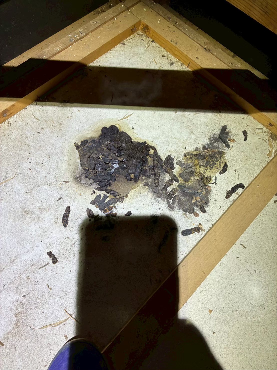 佐賀県小城市　アライグマによる被害　W様邸　駆除実績