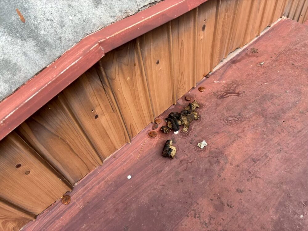 福岡県北九州市　アライグマによる被害　T様邸　駆除実績