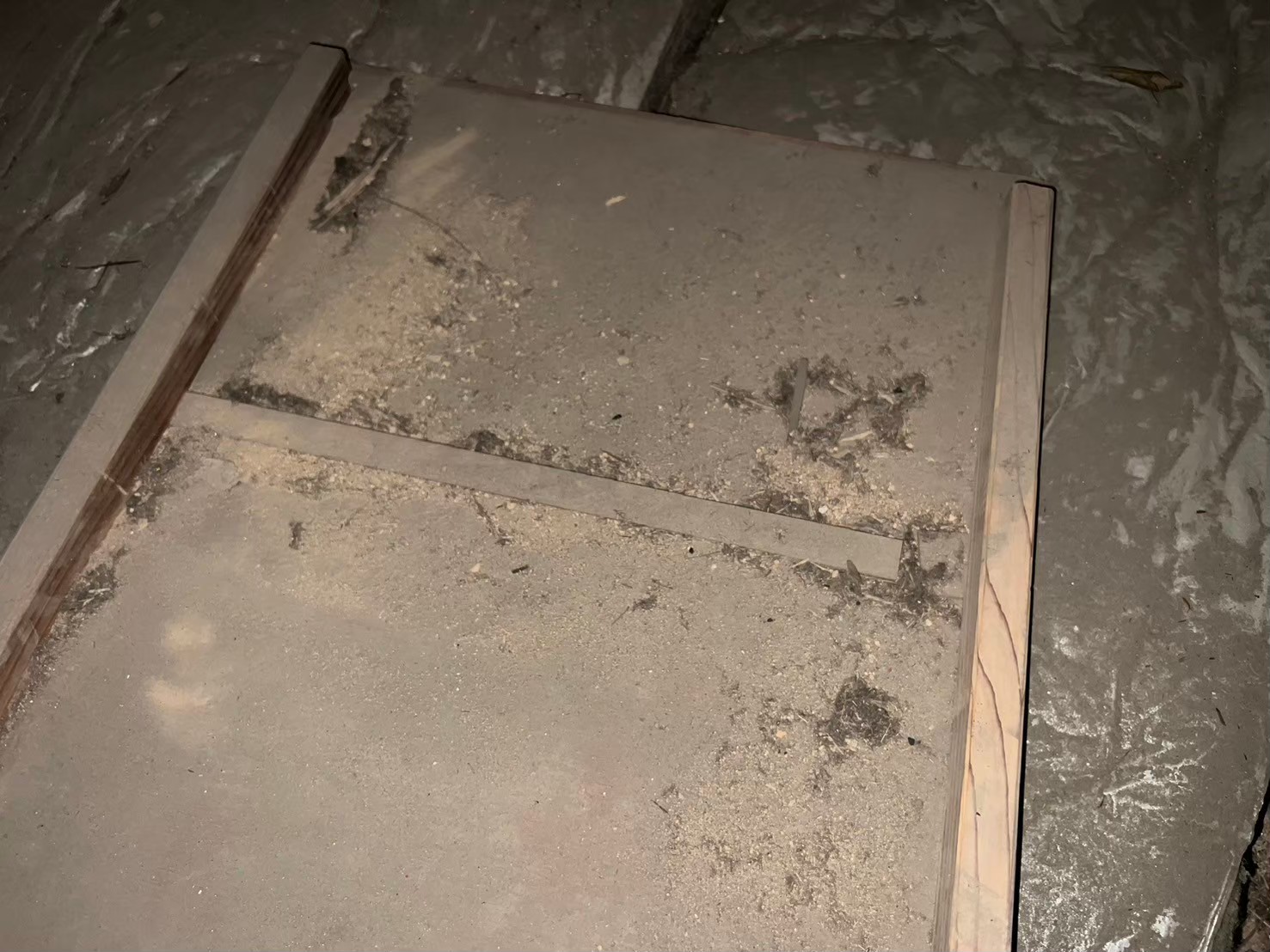 福岡県糸島市　アライグマによる被害　D様邸　駆除実績