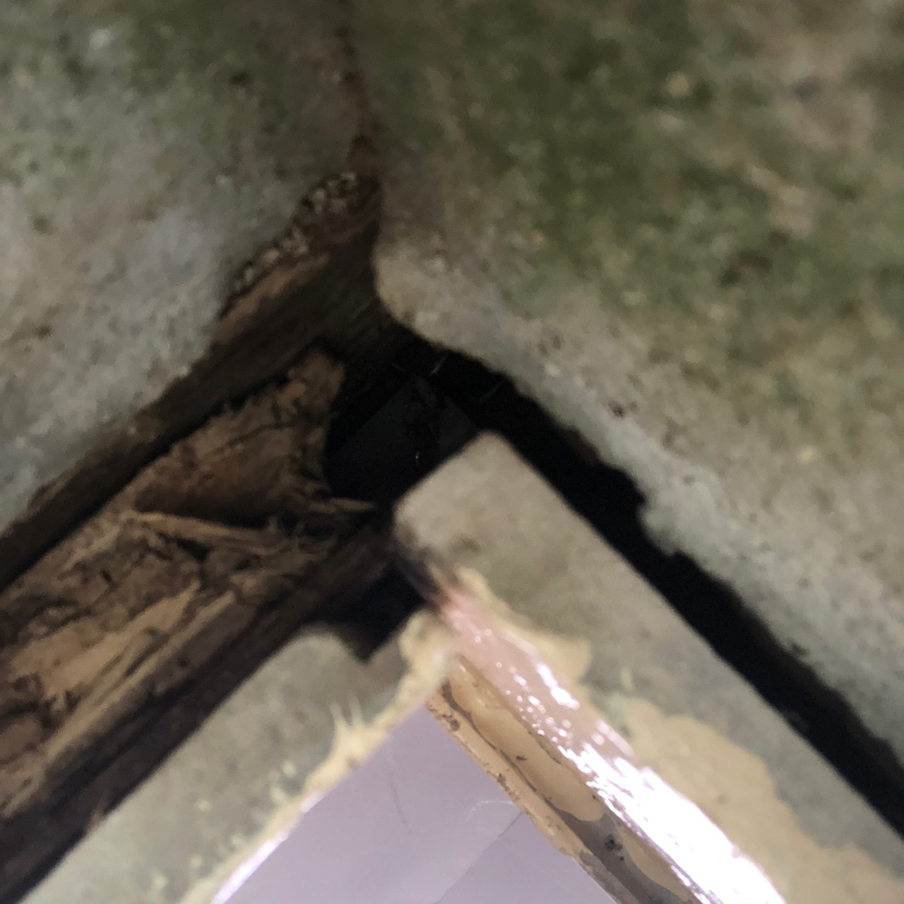 佐賀県基山町　ネズミによる被害　Y様邸　駆除実績