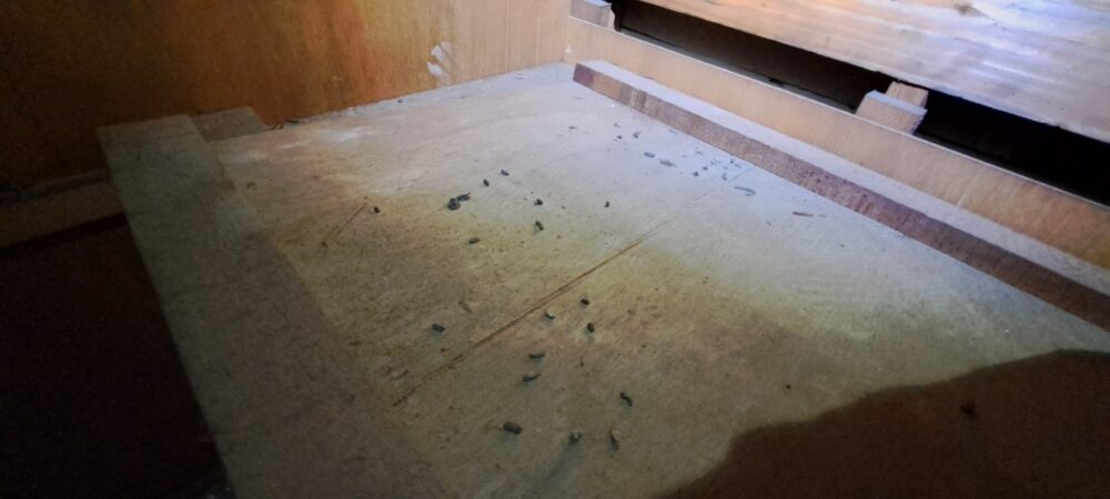 佐賀県嬉野市　ネズミによる被害　B様邸　駆除実績