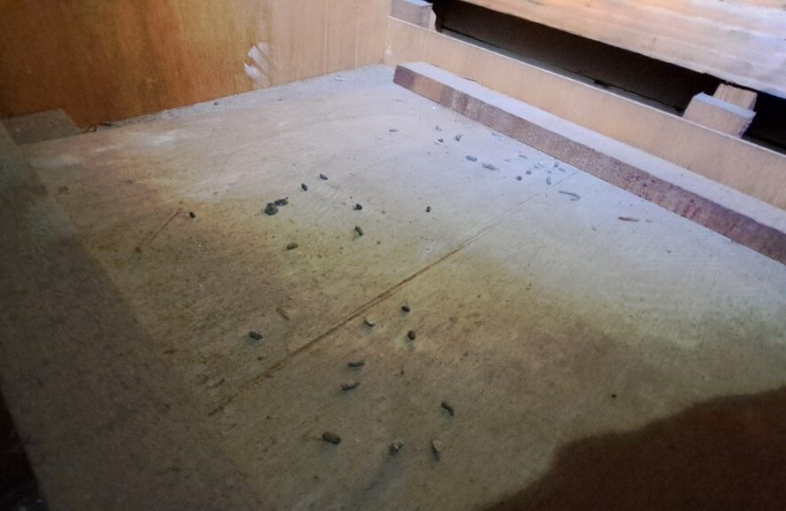 佐賀県嬉野市　ネズミによる被害　B様邸　駆除実績