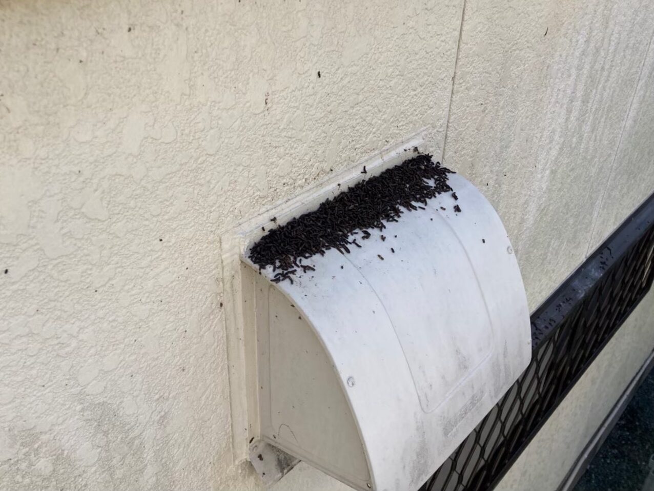 コウモリによる被害　K様邸　駆除実績