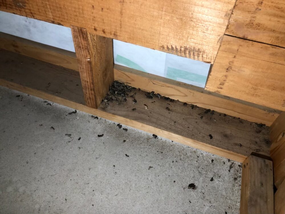 ネズミによる被害　M様邸　駆除実績