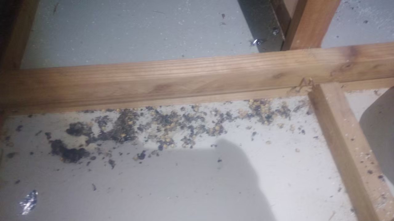 佐賀県嬉野市　イタチによる被害　駆除実績