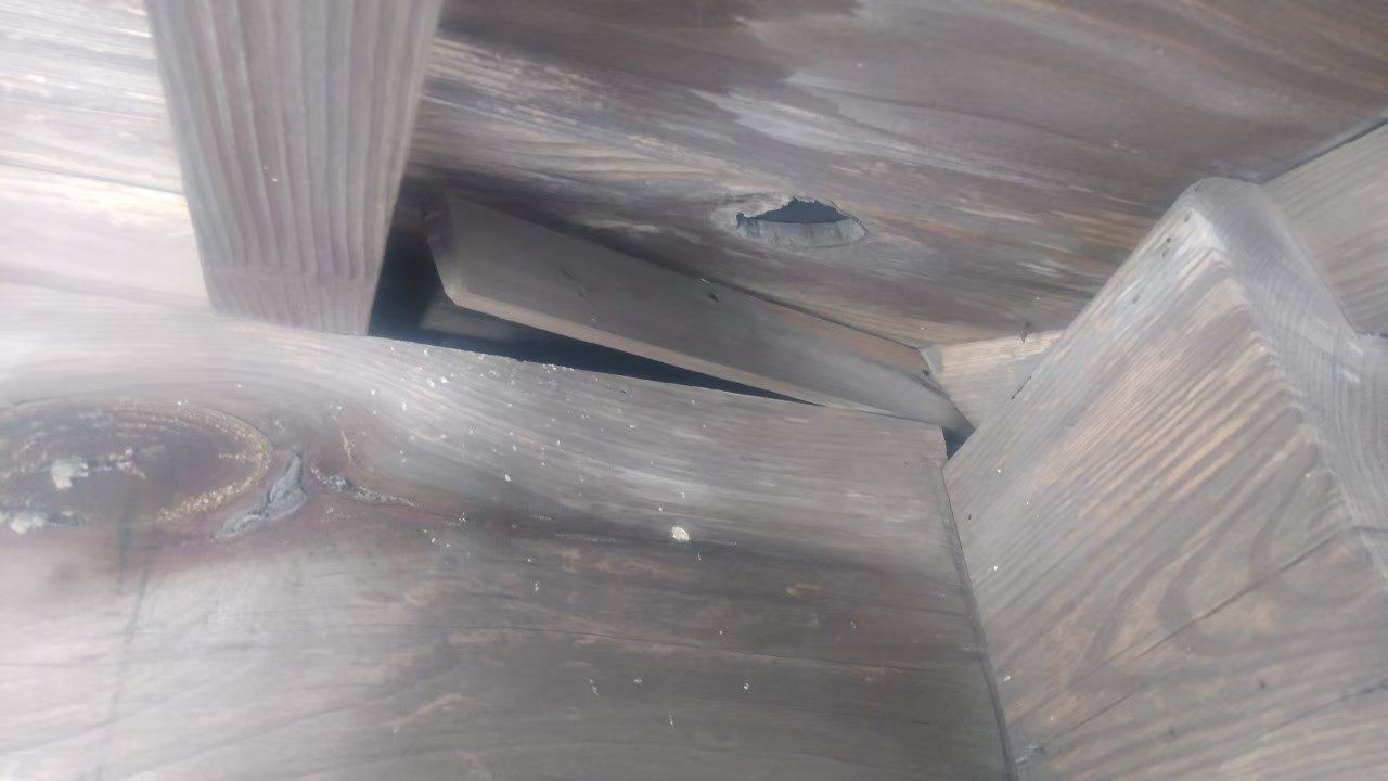 佐賀県神崎市　アライグマによる被害　株式会社T　M様　駆除実績