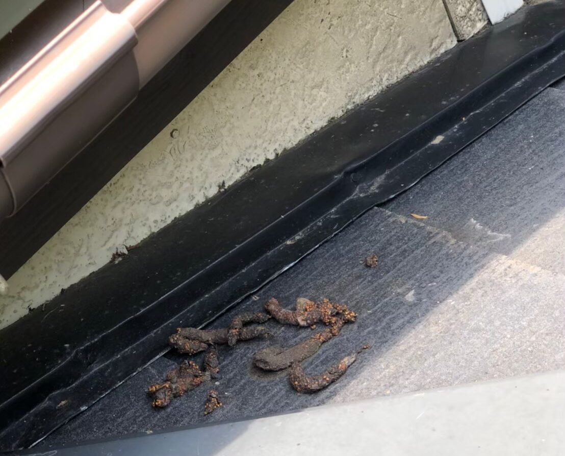 ハクビシンによる被害　A様邸　駆除実績