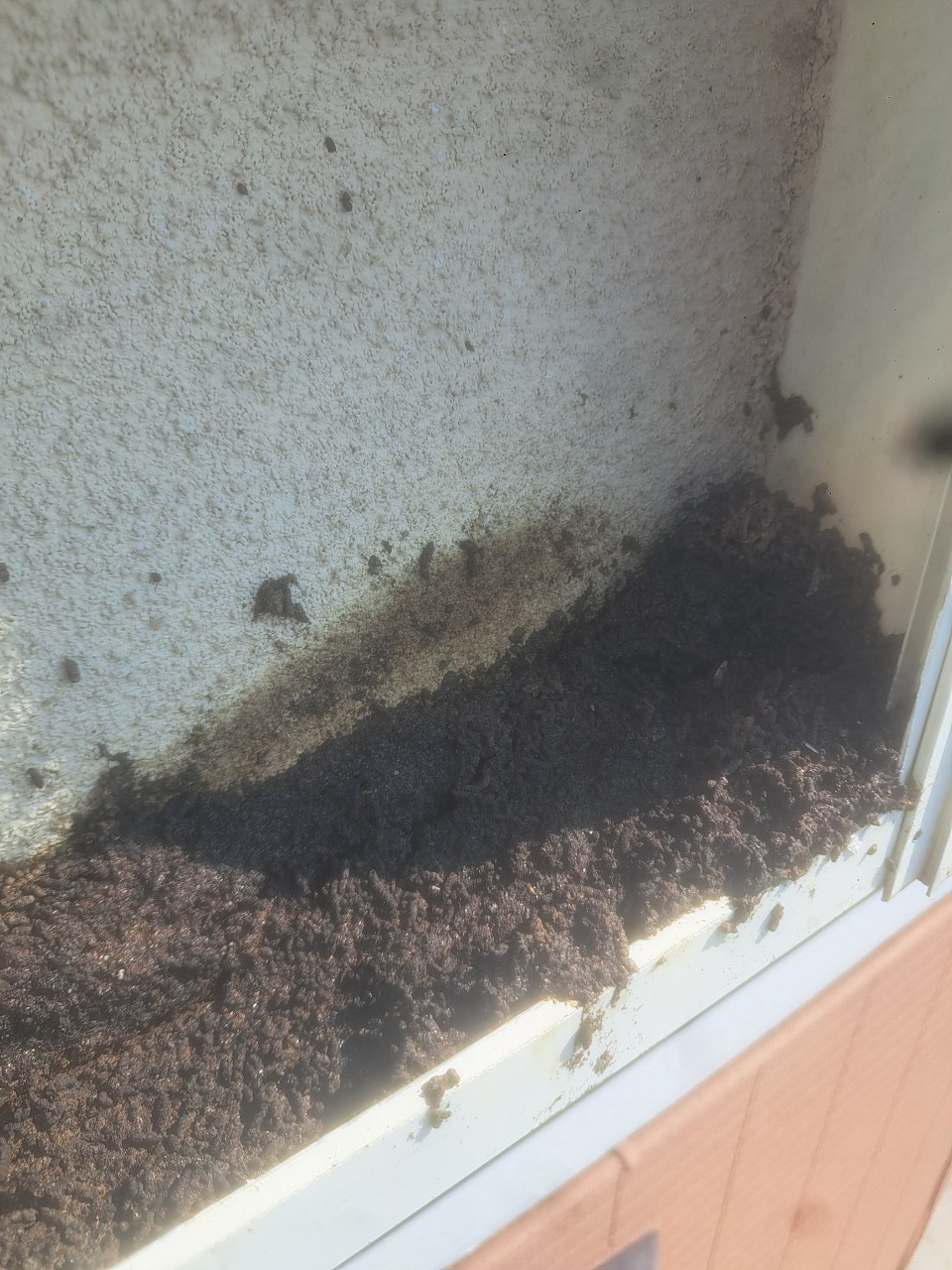 福岡県行橋市　ネズミによる被害　M様邸　駆除実績