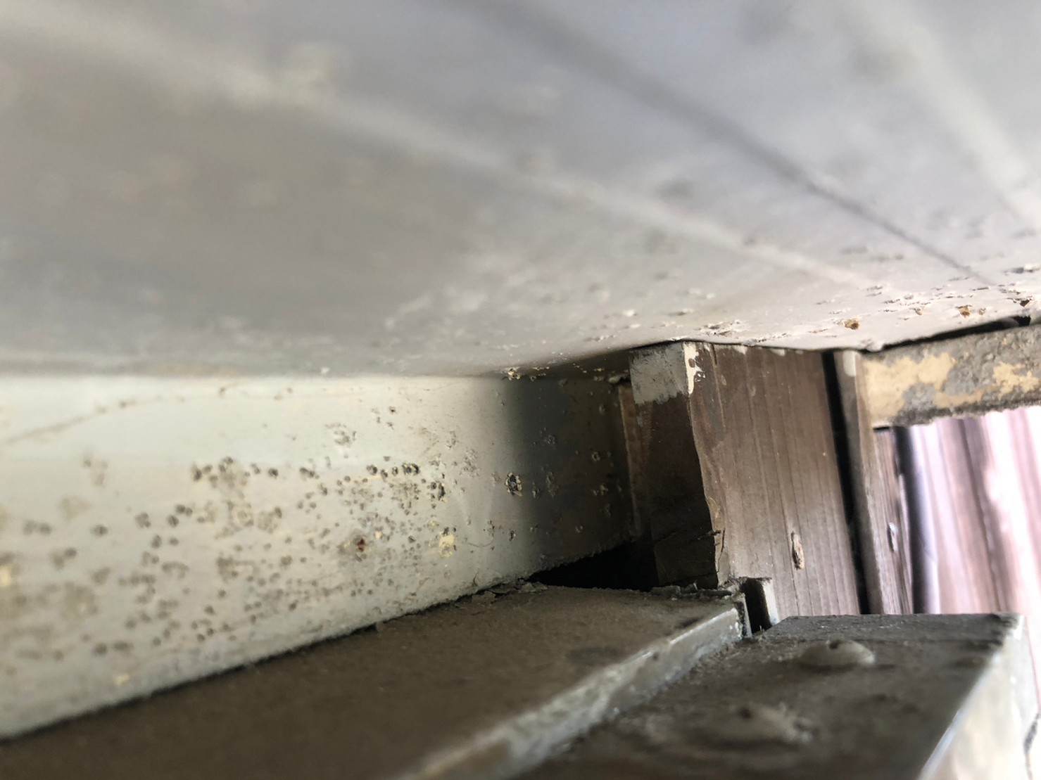 佐賀県みやき町　イタチによる被害　S様邸　駆除実績