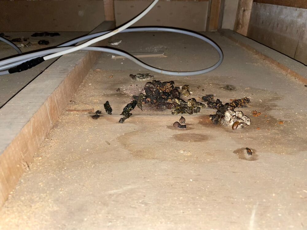 福岡県春日市　イタチによる被害　I様邸　駆除実績