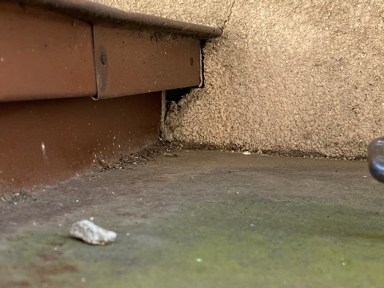 福岡県太宰府市　ネズミによる被害　S様邸　駆除実績