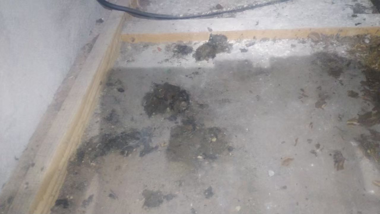 佐賀県鳥栖市　イタチによる被害　Y様邸　駆除実績