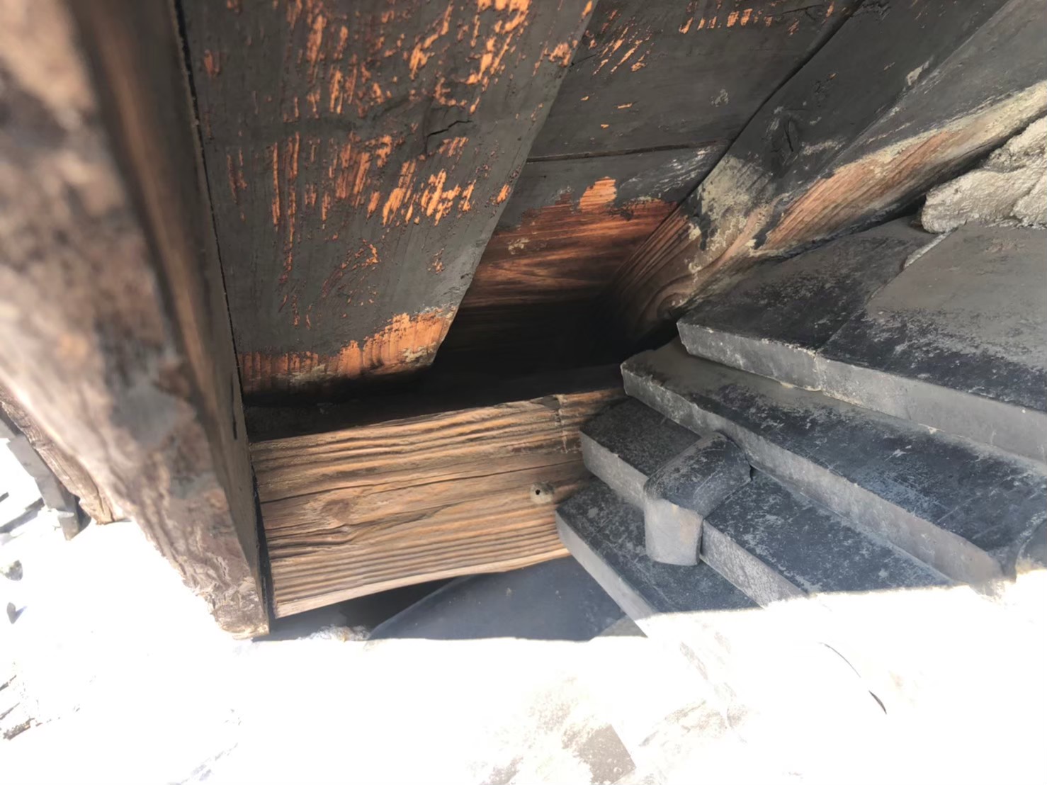 福岡県久留米市　アライグマによる被害　U様邸　駆除実績