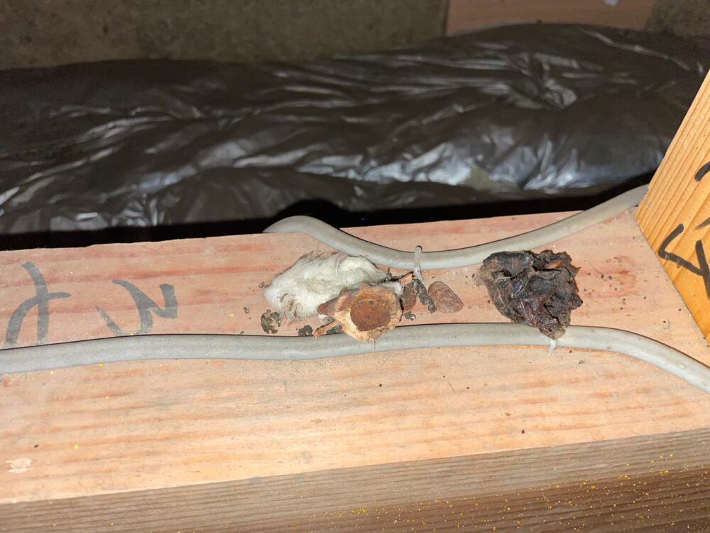 福岡県小郡市　イタチによる被害　A様邸　駆除実績