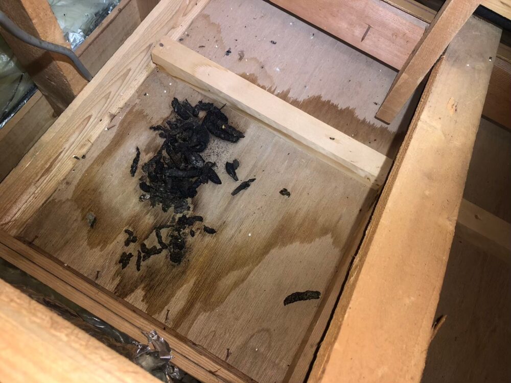 福岡県宗像市　イタチによる被害　H様邸　駆除実績