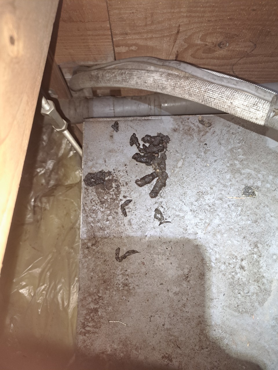 福岡県飯塚市　イタチによる被害　N様邸　駆除実績