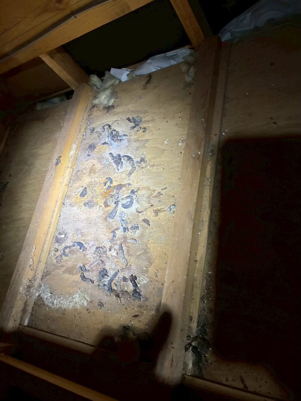 福岡県大野城市　アライグマによる被害　H様邸　駆除実績