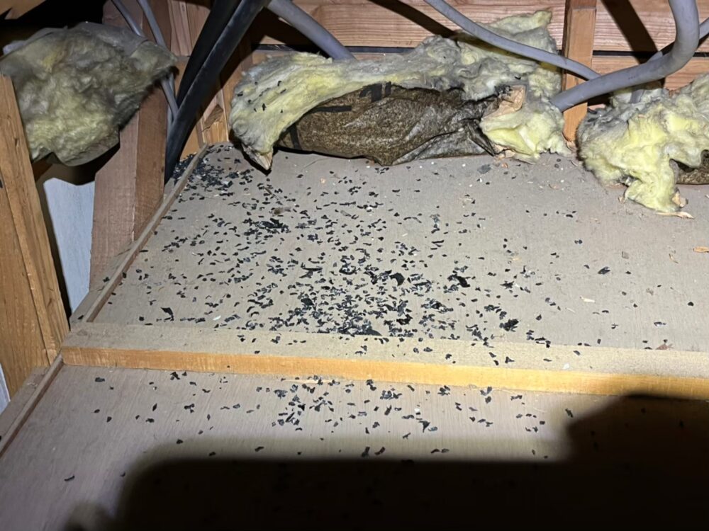 佐賀県唐津市　ネズミによる被害　Y様邸　駆除実績