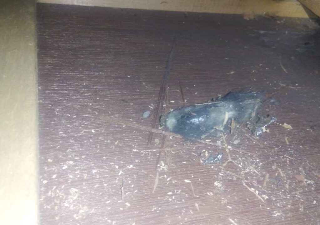 福岡県福岡市　イタチによる被害　O様邸　駆除実績