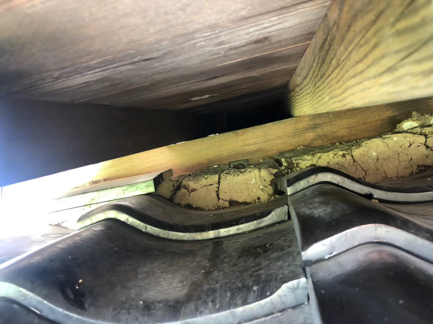 福岡県筑紫野市　イタチによる被害　T様邸　駆除実績