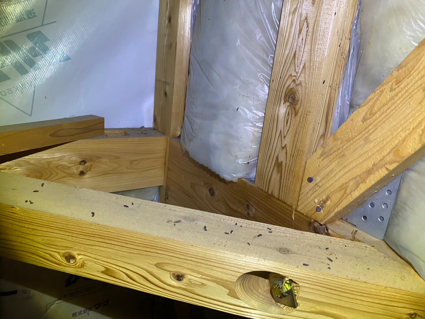 福岡県久留米市　ネズミによる被害　Y様邸　駆除実績