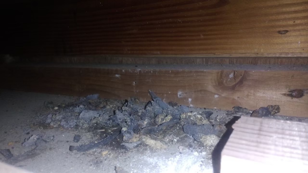 アライグマによる被害　M様邸　駆除実績