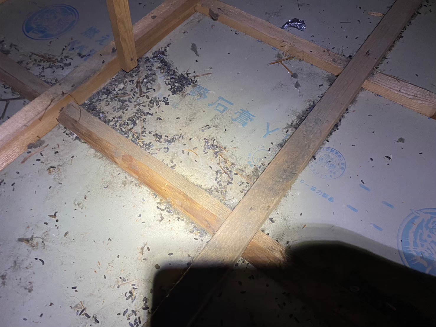 福岡県飯塚市　ネズミによる被害　M様邸　駆除実績