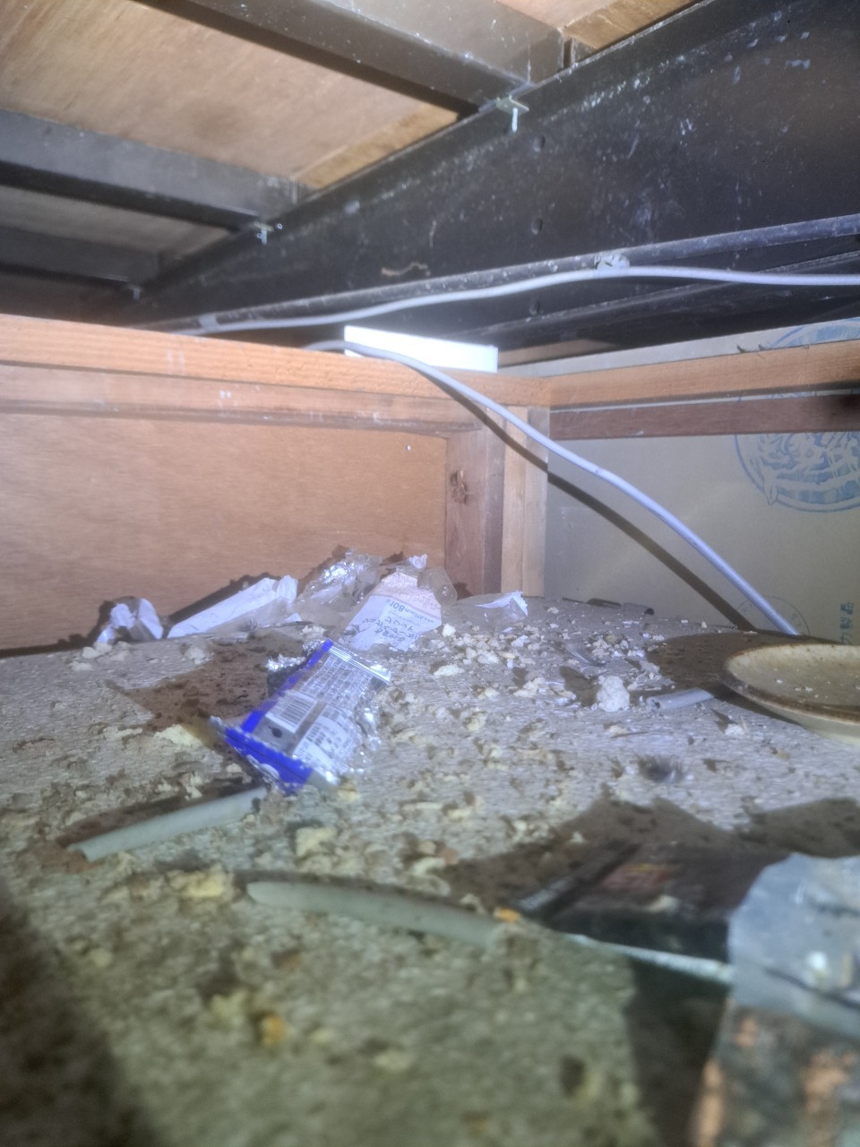 佐賀県小城市　イタチによる被害　U様邸　駆除実績