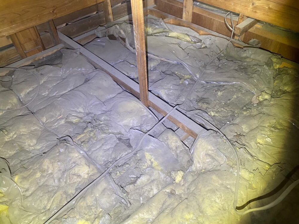 佐賀県唐津市　イタチによる被害　N様邸　駆除実績