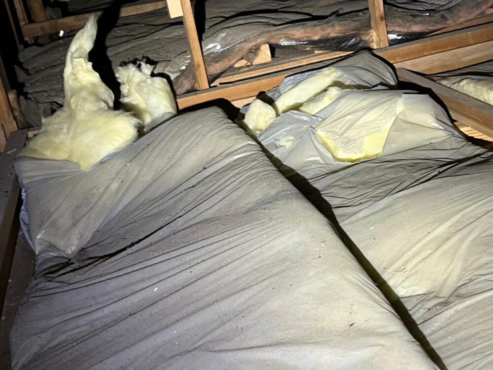 福岡県久留米市　アライグマによる被害　F様邸　駆除実績